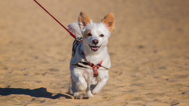 Pet Friendly Myrtle Beach Al